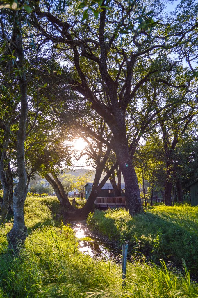 Berthoud Property creek and tree