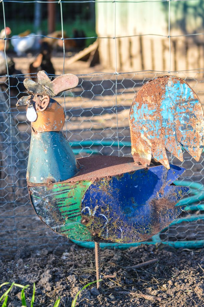 metal chicken in front of chicken coop